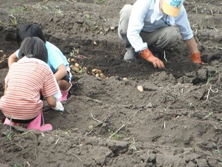 ジャガイモを掘る、子供達